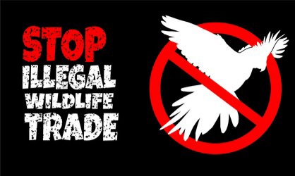 Trade or Commerce in Wildlife Animals, Animal Articles, and Trophies